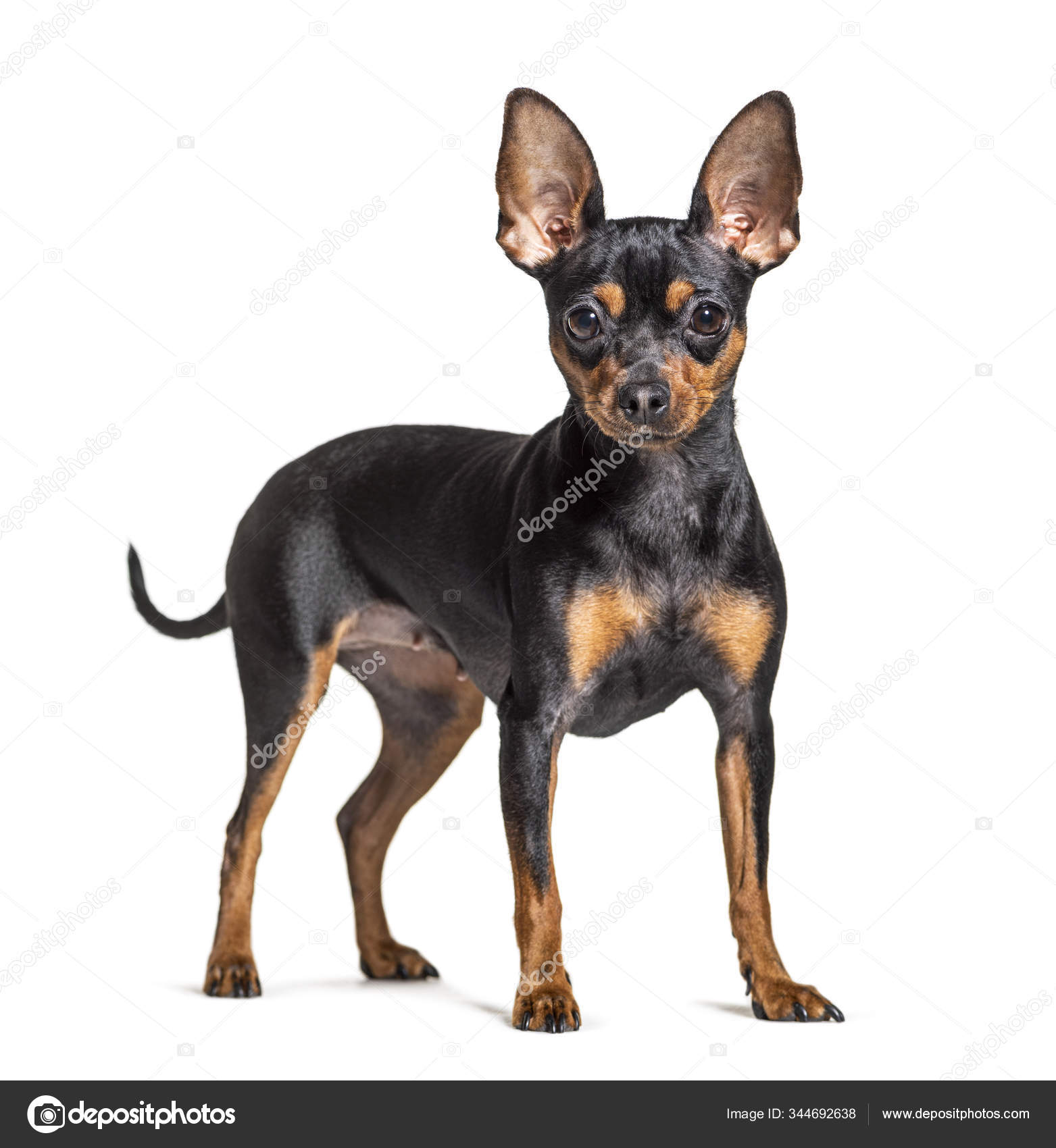 depositphotos 344692638 stock photo standing prague ratter isolated on