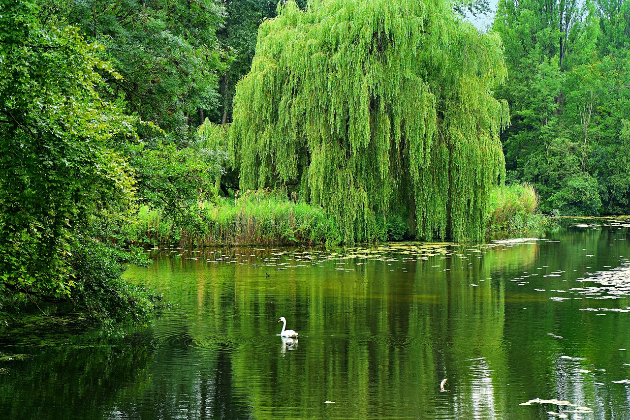 weeping willow g6be5a3386 1280
